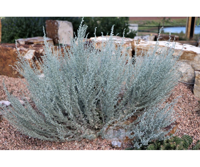Fringed Sage